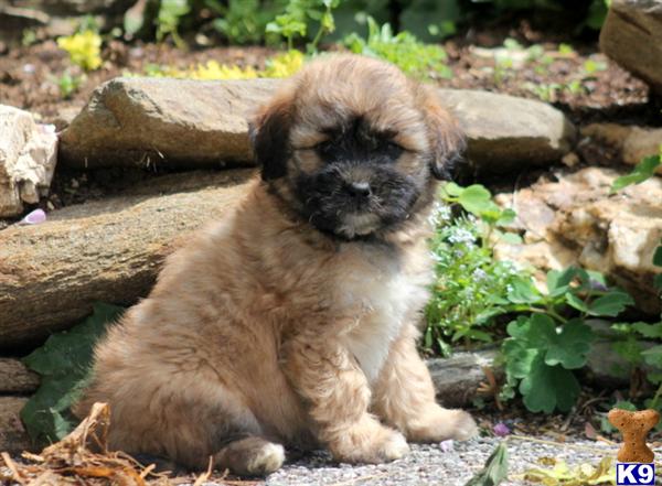 yorkie mixed breeds for sale mixed breed puppy for sale yorkie mix 4 years yorkie mixed breeds for sale mixed breed puppy for sale yorkie mix 4 years