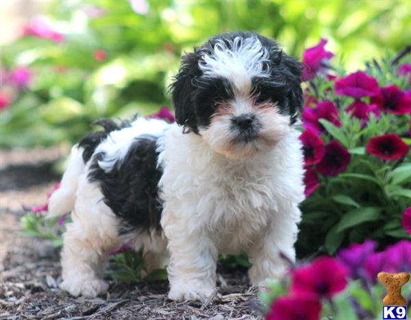 shih tzu mixes list mixed breed puppy for sale shih tzu mix 4 years shih tzu mixes list mixed breed puppy for sale shih tzu mix 4 years