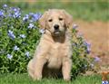 labradoodle puppy posted by kpuppies