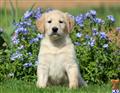 labradoodle puppy posted by kpuppies