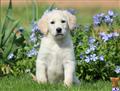 labradoodle puppy posted by kpuppies