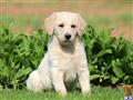 labradoodle puppy posted by kpuppies