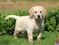 labradoodle puppy posted by kpuppies