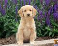 labradoodle puppy posted by kpuppies