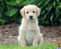 labradoodle puppy posted by kpuppies