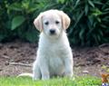 labradoodle puppy posted by kpuppies