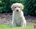 labradoodle puppy posted by kpuppies