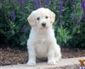 labradoodle puppy posted by kpuppies
