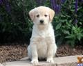 labradoodle puppy posted by kpuppies