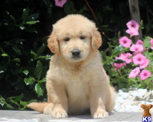 golden retriever puppy posted by kpuppies123