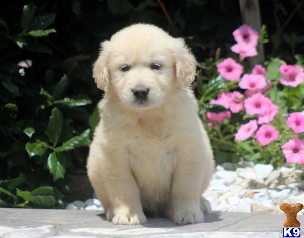golden retriever puppy posted by kpuppies123