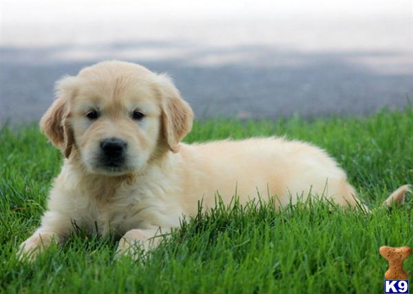 golden retriever puppy posted by kpuppies123
