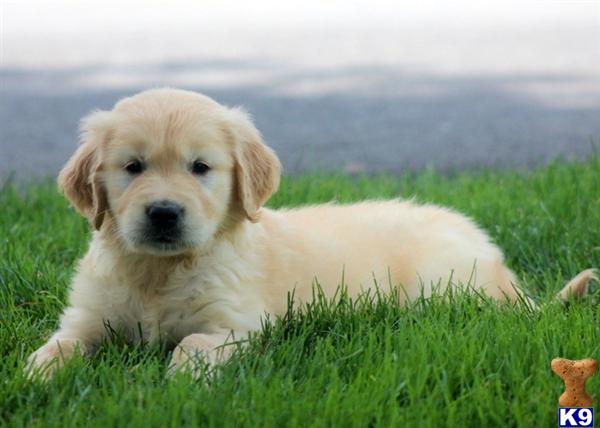 Golden Retriever