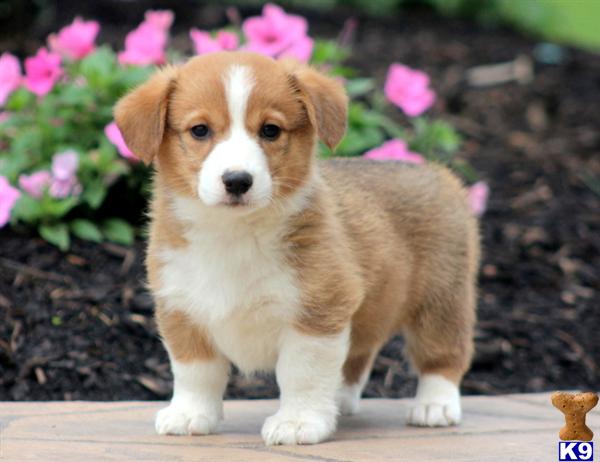 Pembroke Welsh Corgi