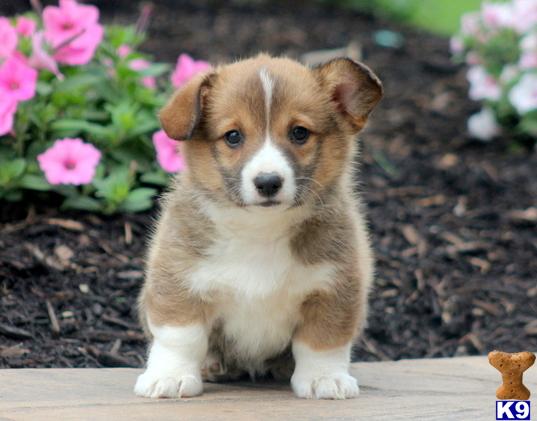 Pembroke Welsh Corgi