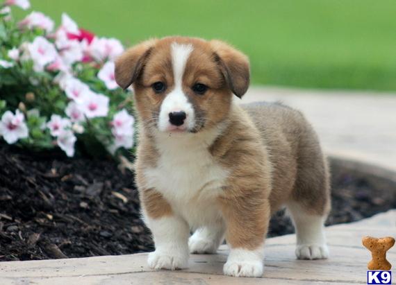 Pembroke Welsh Corgi