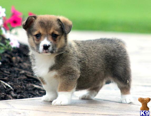 Pembroke Welsh Corgi