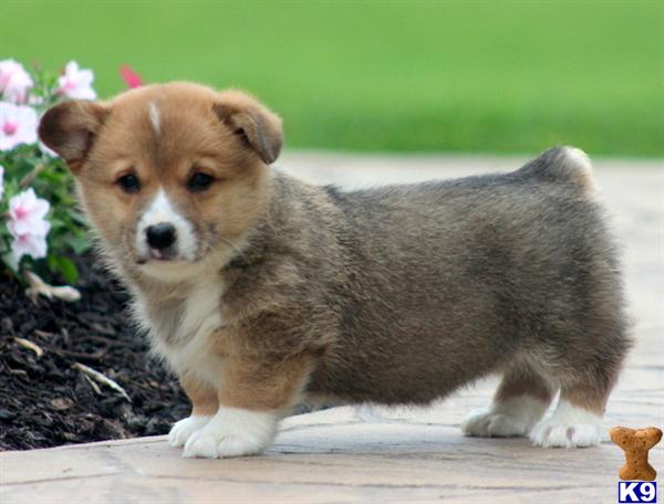 Pembroke Welsh Corgi