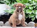 english bulldog puppy posted by kpuppies123