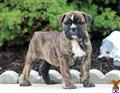 english bulldog puppy posted by kpuppies123