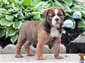 english bulldog puppy posted by kpuppies123