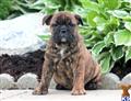 english bulldog puppy posted by kpuppies123