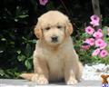 golden retriever puppy posted by kpuppies123