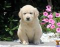 golden retriever puppy posted by kpuppies123
