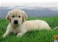 golden retriever puppy posted by kpuppies123