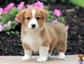 Pembroke Welsh Corgi