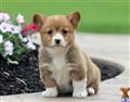 Pembroke Welsh Corgi