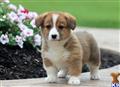Pembroke Welsh Corgi