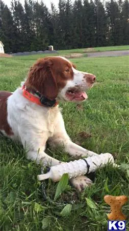 Brittany stud dog: a brittany dog sitting in the grass