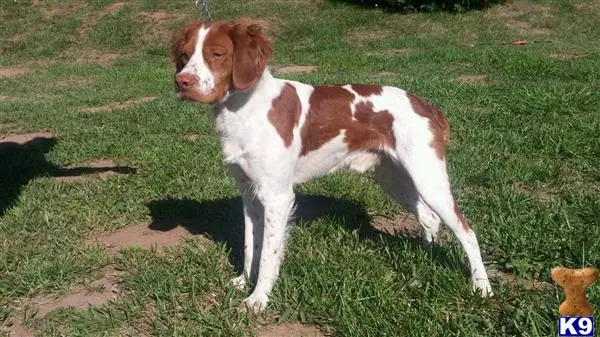Brittany stud dog: a brittany dog standing on grass