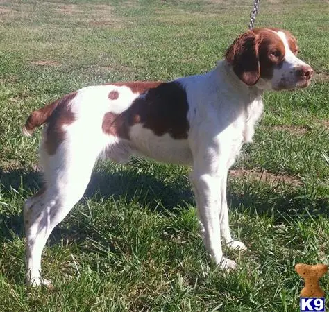 Brittany stud dog: a brittany dog on a leash