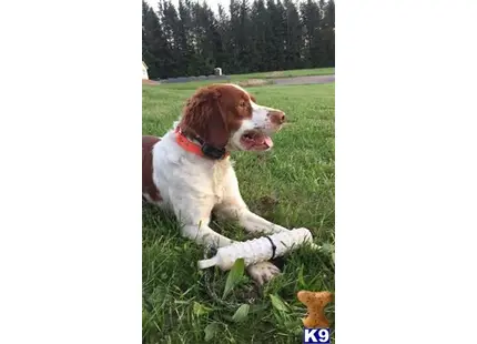 Brittany stud dog: a brittany dog sitting in the grass
