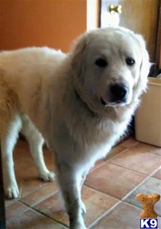 Kuvasz stud dog