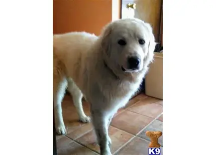 Kuvasz