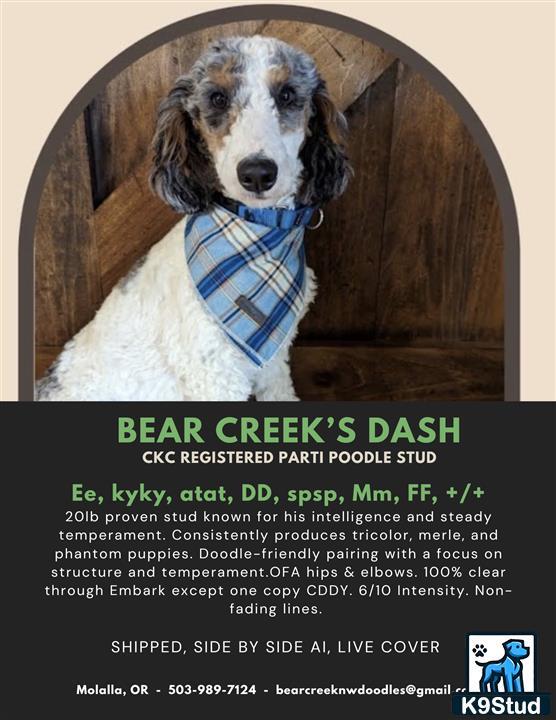 a poodle dog wearing a scarf