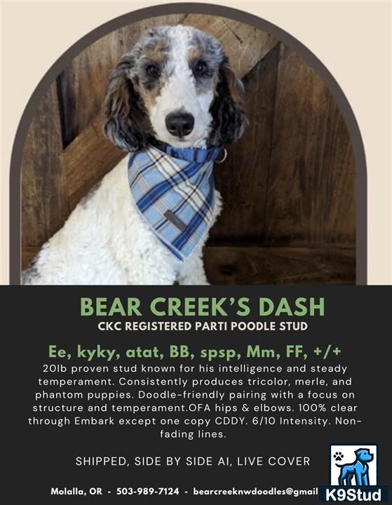 a poodle dog wearing a scarf