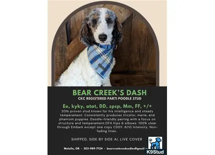 a poodle dog wearing a scarf