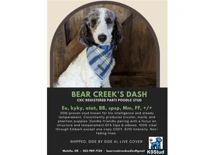 a poodle dog wearing a scarf