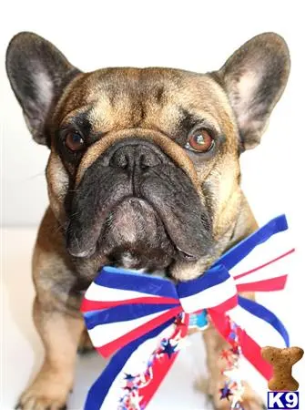 French Bulldog stud dog