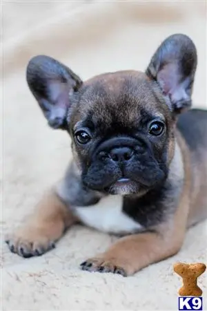 French Bulldog stud dog