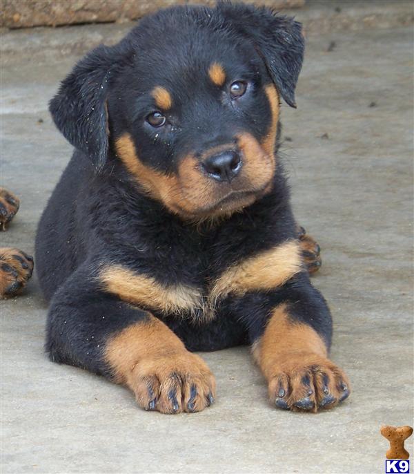 dogs for sale in arkansas rottweiler puppies for sale in arkansas dogs for sale in arkansas rottweiler puppies for sale in arkansas