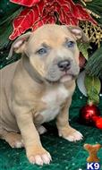 american bully puppy posted by kriddle