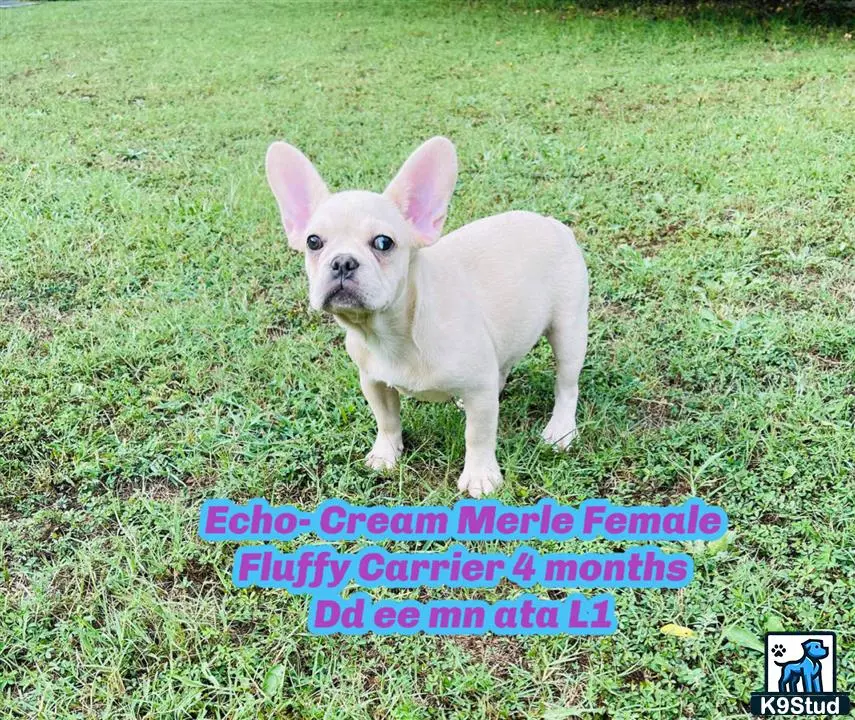 French Bulldog puppy for sale: a small white french bulldog dog