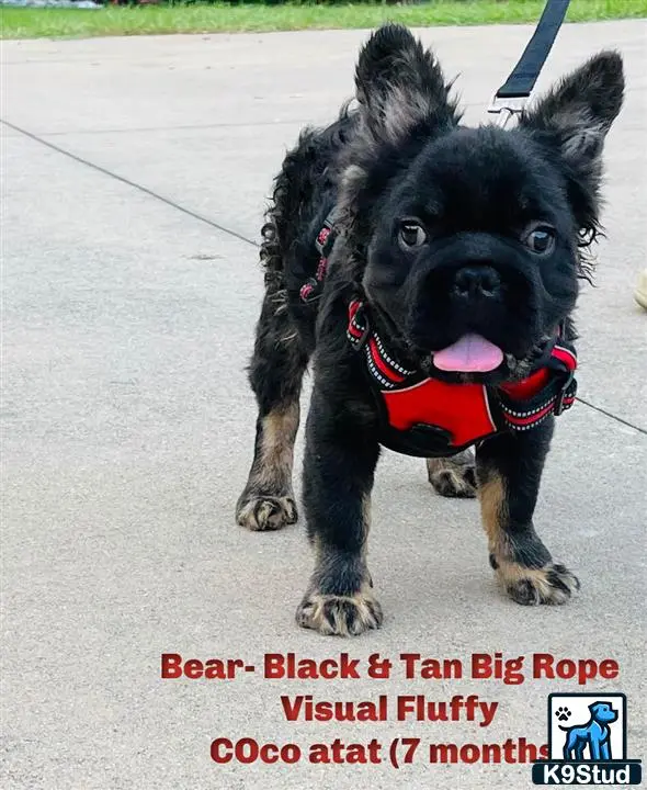 French Bulldog puppy for sale: a small black french bulldog dog