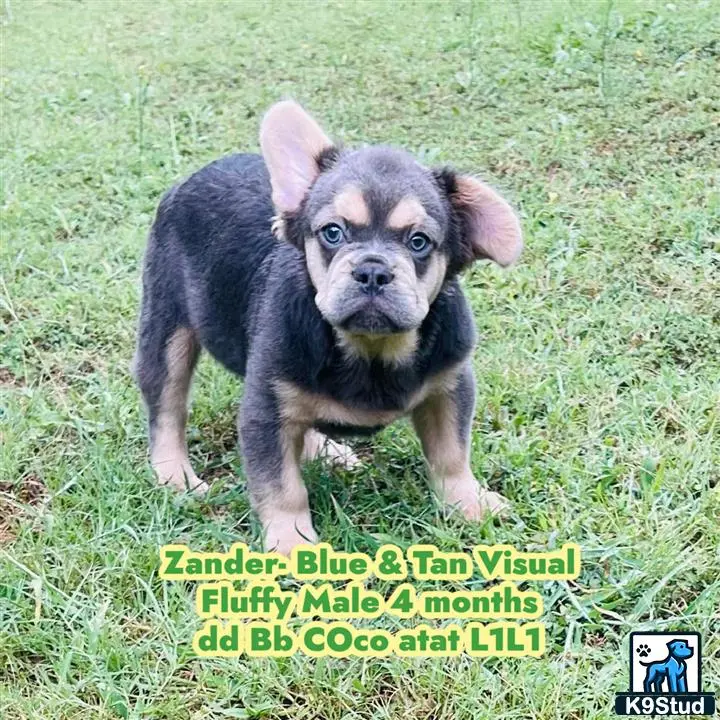 French Bulldog puppy for sale: a small french bulldog puppy standing on grass