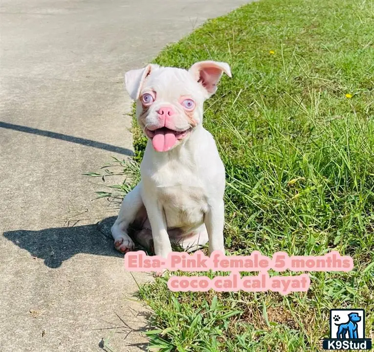 French Bulldog puppy for sale: a french bulldog dog sitting on a sidewalk